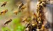 Προστασία των μελισσών από τη χρήση φυτοπροστατευτικών προϊόντων