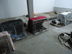 Εθελοντές στείρωσαν αδέσποτα ζώα στον Τύρναβο