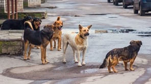 Οργανωμένο σχέδιο εξόντωσης αδέσποτων σκύλων στη Νίκαια - Παρέμβαση φιλόζωων