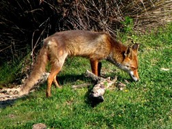 Eναέριος εμβολιασμός των αλεπούδων από τη λύσσα-Τον Απρίλιο οι ρίψεις στο νομό Λάρισας