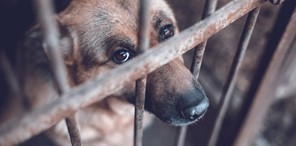 Αγιά: Πρόστιμο 31.000 ευρώ σε 75χρονο για την κακοποίηση σκύλου 