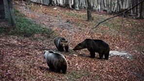 Ο πληθυσμός της καφέ αρκούδας σε Πίνδο, Πρέσπες και Ροδόπη