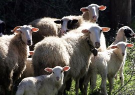 Γενική συνέλευση των κτηνοτρόφων με θέμα την CETA
