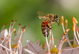 Προστασία μελισσών από ψεκασμούς: Η ΔΑΟ ΠΕ Λάρισας της Περιφέρειας Θεσσαλίας εφιστά την προσοχή  