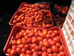 Ζημιές η βιομηχανική ντομάτα στη Λάρισα, μειωμένες αποζημιώσεις από ΕΛΓΑ