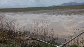 Nέες ζημιές, από το χθεσινό μπουρίνι, σε καλλιέργειες στη Χάλκη