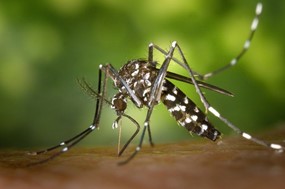 20 Αυγούστου: Παγκόσμια Ημέρα κατά των Κουνουπιών