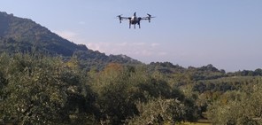 Ψεκασμοί με drones για την καταπολέμηση του δάκου της ελιάς, σε Κόκκινο Νερό, Καρίτσα και Κεραμίδι 