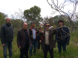 Βιολογικό πρόγραμμα εναντίον της σφήκας της καστανιάς στους Δήμους Τεμπών και Αγιάς 