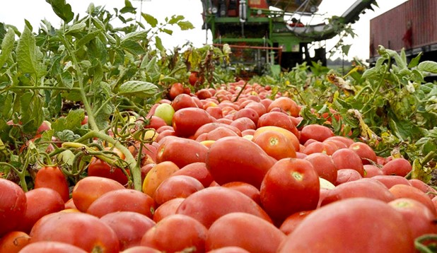 Ολοκληρώθηκαν οι φυτεύσεις βιομηχανικής ντομάτας - Αυξημένα στρέμματα στη Λάρισα 