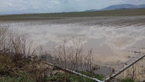 Nέες ζημιές, από το χθεσινό μπουρίνι, σε καλλιέργειες στη Χάλκη
