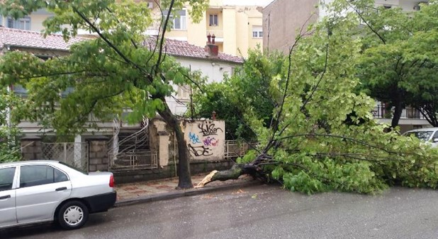  Πολλές πτώσεις δέντρων από το δυνατό άνεμο στη Λάρισα